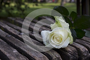 White roze on the wood banch photo