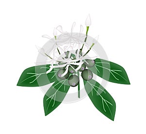 White Rubiaceae Flower or White Ixora Flower