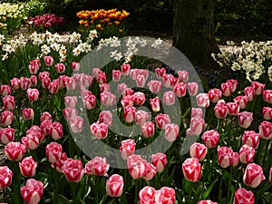 White and ruby bicolored tulips in the garden.