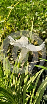 White Ruellia Simplex