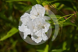 White Ruellia tuberosa flower blooming and sunlight soft blur