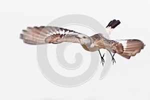 White-rumped Monjita (Xolmis velatus) flying on white background