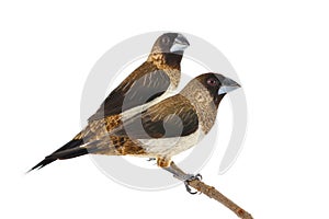 White-rumped Munia