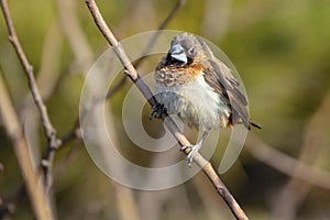 White-rumped Munia