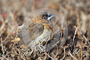 White-rumped Munia