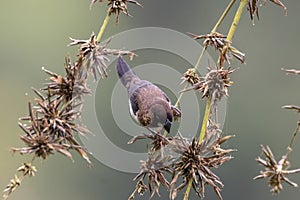 A white - rumped munia bird in nature