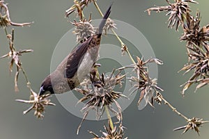 A white - rumped munia bird in nature