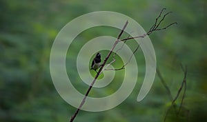 White-rumped munia bird