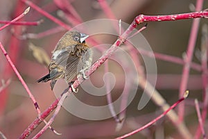 White-rumped Munia