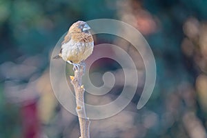 White-rumped Munia