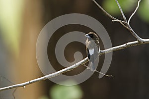 White-rumped munia in Ella, Sri Lanka