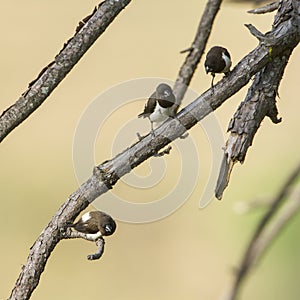 White-rumped munia in Ella, Sri Lanka