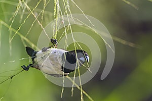 White-rumped munia in Ella, Uva province, Sri Lanka