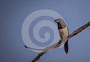 White rumped munia Lonchura striata