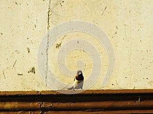 White rumped Munia or Lonchura striata perching