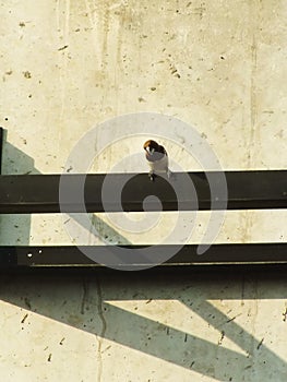 White rumped Munia or Lonchura striata perching