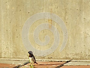 White rumped Munia or Lonchura striata perching