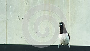 White rumped Munia or Lonchura striata perching