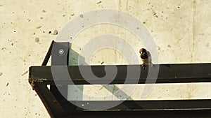 White rumped Munia or Lonchura striata perching