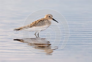 White-rumped Sandpiper