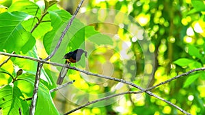 White-rumped shama bird with food in the mouth