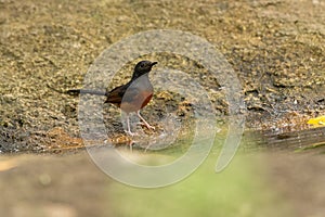 White Rumped Shama bird in the rain forest