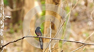 White-rumped Shama bird standing on branch of a tree