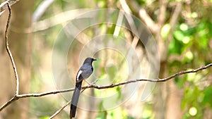 White-rumped Shama bird standing on a branch of a tree