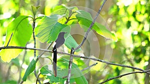 White-rumped Shama Bird standing and singing on branch of a tree  in the forest