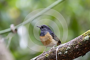 White-rumped shama on branch