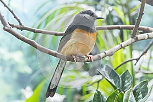 White-Rumped Shama in a branch, Turdidae photo