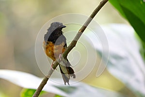 White-rumped shama Copsychus malabaricus