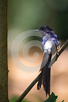 White-rumped shama Copsychus malabaricus