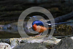 White-rumped shama, Copsychus malabaricus, Muscicapidae.