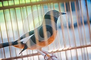 White-rumped Shama Copsychus malabaricus standing in cage