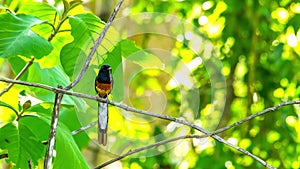 White-rumped Shama flys with food for feeding its new born bird