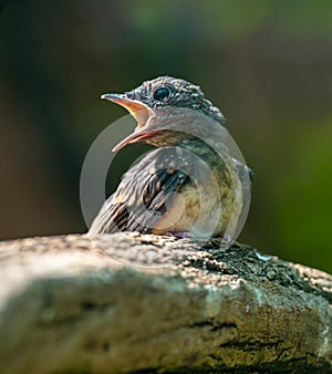 White-rumped shama young bird Copsychus malabaricus. sits on a tree branch