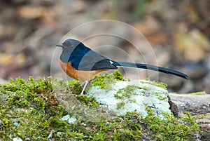White-rumped sharma