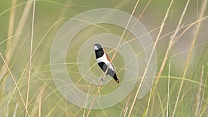 White-rumped shrike (Copsychus saularis) on the grass