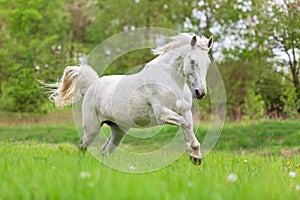 White running horse.