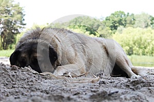 White rural dog sleep and lie curled upon a ground, summer season