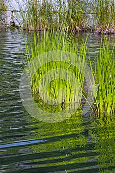 White Rush Pond Plant