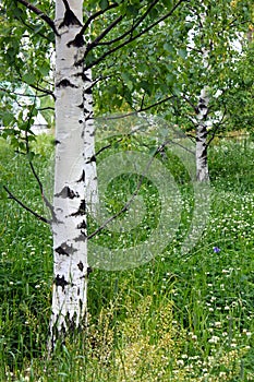 White russian birches in the meadow