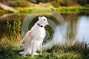White Russian Borzoi, Borzaya Hunting Dog near