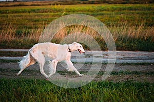 White Russian Borzoi Gazehound Fast Running In Summer Meadow. Th