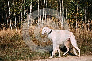 White Russian Borzoi hunting in autumn forest.