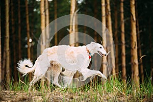 White Russian Borzoi - Hunting Dog Running In Autumn Forest