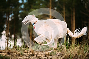 White Russian Borzoi sighthound, gazehound hunting running in au