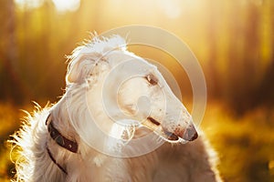 White Russian Hunting Dog, Sighthound, Russkaya