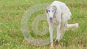 White Russian Hunting, Russkaya Psovaya Borzaya, on a walk in the field. Greyhound